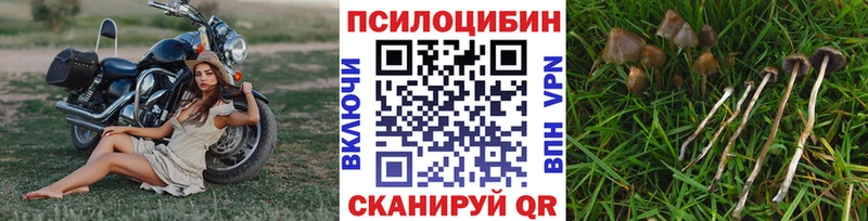 купить наркотики цена  Кимры  Галлюциногенные грибы Psilocybe 